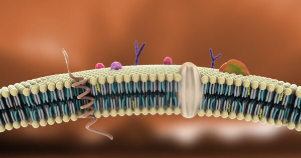 Proteínas transportadoras de la membrana celular