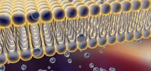 ¿De que depende el movimiento de agua en las células?