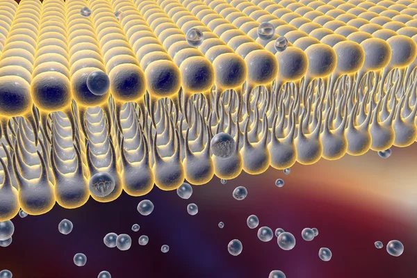¿De que depende el movimiento de agua en las células?