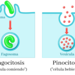 Tipos de endocitosis