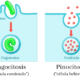 Tipos de endocitosis