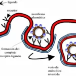 Endocitosis mediada por receptores
