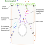 ¿Qué es la transcitosis?