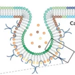 ¿Qué son las cavéolas?