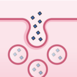 ¿Qué es la potocitosis?