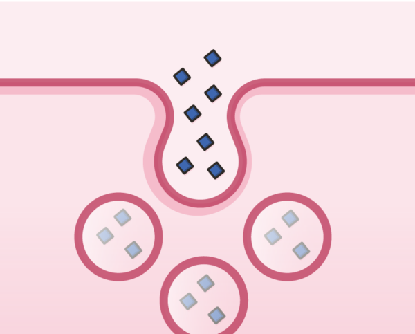 ¿Qué es la potocitosis?