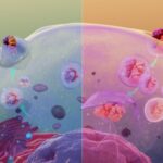 Equilibrio entre endocitosis y exocitosis