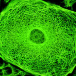 ¿Como mantienen la forma las células?