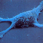 ¿Que controla la migracion celular?