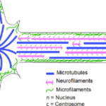 ¿Cual es la función de los neurofilamentos?