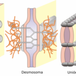 ¿Qué son las uniones célula- célula?