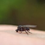 ¿Como se transmite la oncocercosis?