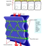 ¿Qué proteínas forman las uniones estrechas?