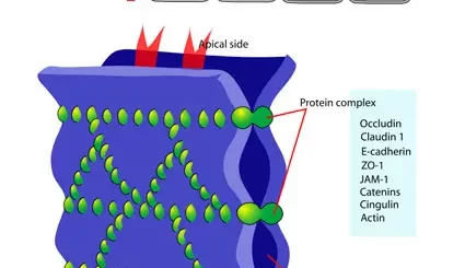 ¿Qué proteínas forman las uniones estrechas?