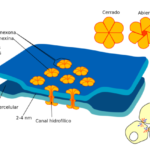 ¿Qué son las uniones comunicantes?