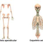 ¿Cuáles son los segmentos del esqueleto humano?