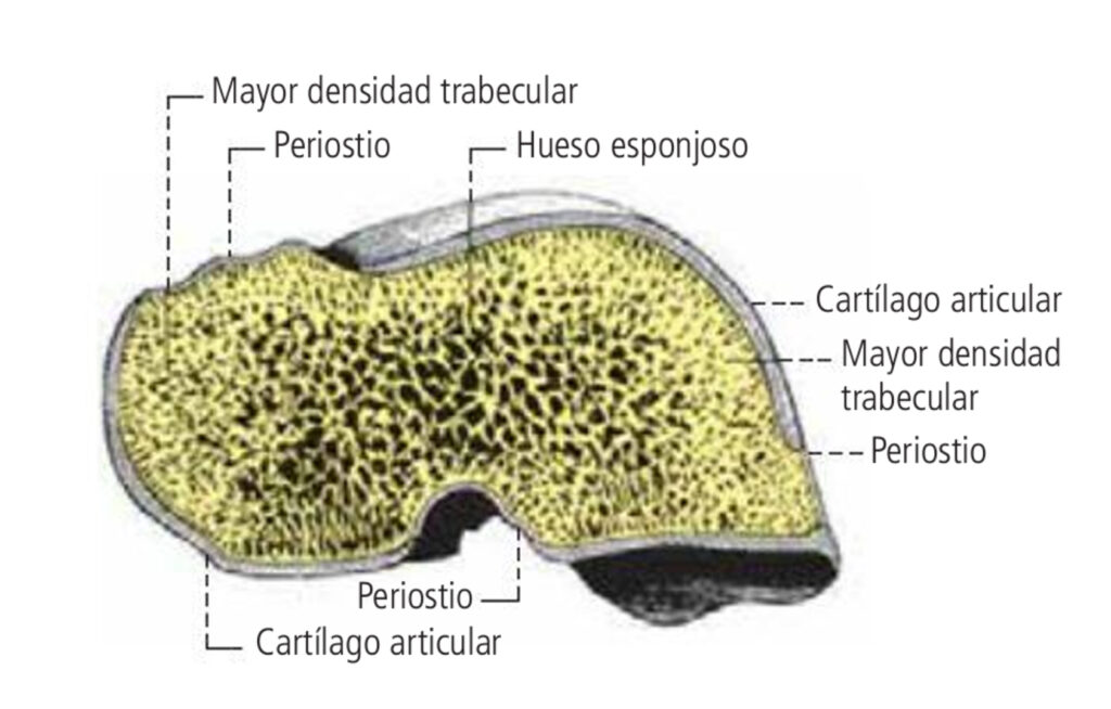 ¿Cómo es la estructura de los huesos cortos?