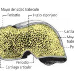 ¿Cómo es la estructura de los huesos cortos?