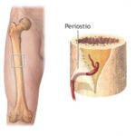 ¿Cuál es la función del periostio?