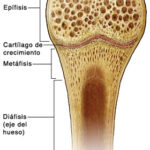 ¿Qué son los cartílagos epifisarios?