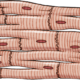 Conductividad de las células cardiacas