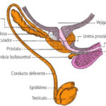 ¿Qué es el sistema genital masculino?