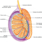 Constitución interna de los testículos y epidídimo