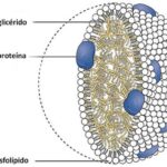¿Qué son los quilomicrones?