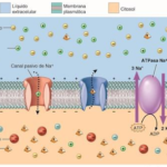 ¿Qué es la despolarización de células cardiacas?
