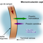 ¿Cuál es la ley de Starling?