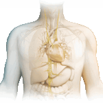 El nervio vago transmite señales inflamatorias