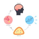 Respuesta neuroendocrina a la lesión
