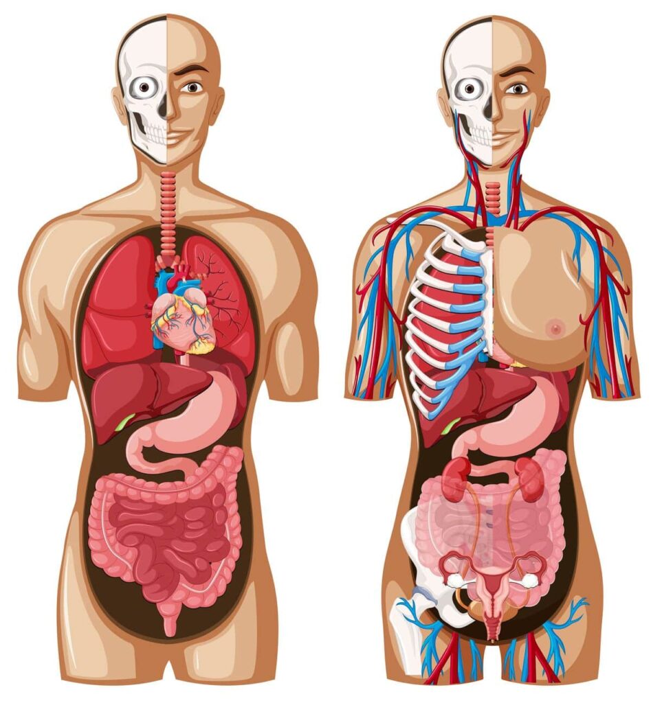 ¿Es simétrico el cuerpo humano?
