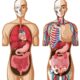 ¿Es simétrico el cuerpo humano?