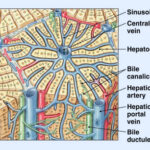 ¿Cuál es la disposición de los conductos biliares intrahepáticos?