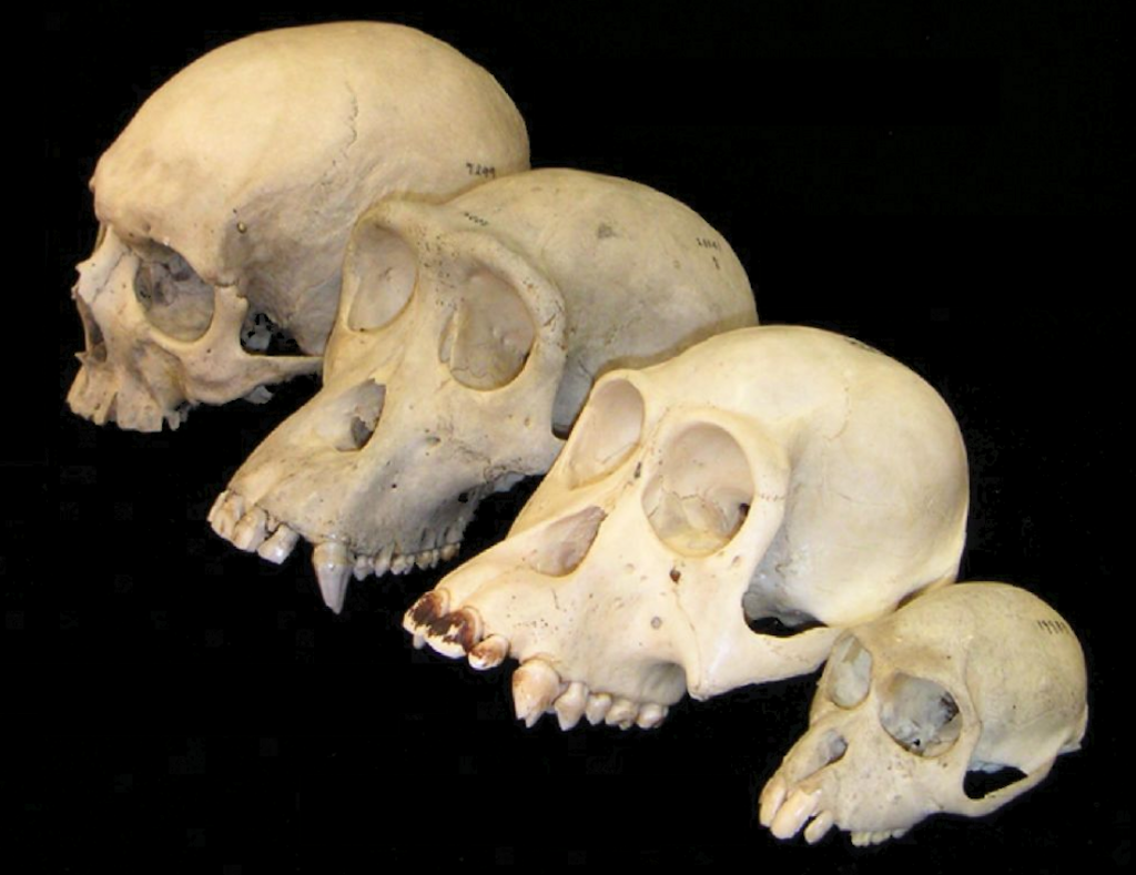 ¿Qué es la anatomía comparada?