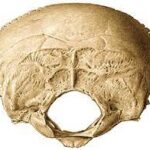 ¿Qué son los forámenes óseos?