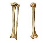 ¿Qué son los huesos largos?