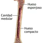 Estructura interna de los huesos largos