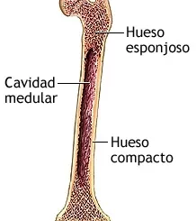 Estructura interna de los huesos largos