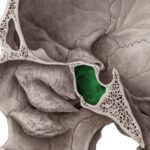 ¿Qué es un hueso neumático?