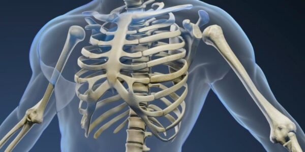 Cuantos huesos tiene el esqueleto humano? - Homo medicus
