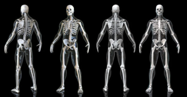 Cuáles son las partes del esqueleto humano? - Homo medicus