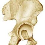 ¿Cómo es la superficie de los huesos?