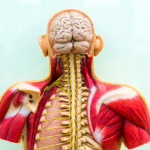 ¿Qué es la anatomía regional?