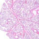 ¿Qué es la anatomía microscópica?