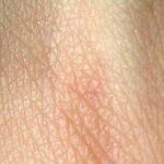 ¿Cuál es el órgano más grande del cuerpo humano?