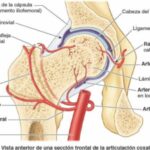 Vascularización de las articulaciones