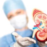 ¿Cuál es la función de los riñones?