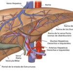 ¿Cómo recibe sangre el hígado?